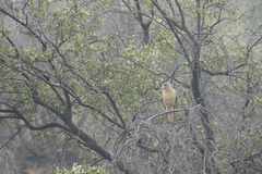 Daptrius chimango chimango