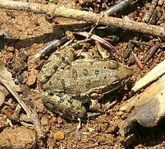Pelophylax kurtmuelleri