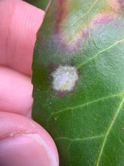 Erysiphe euonymicola