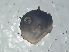 Masturus lanceolatus