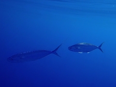 Coryphaena