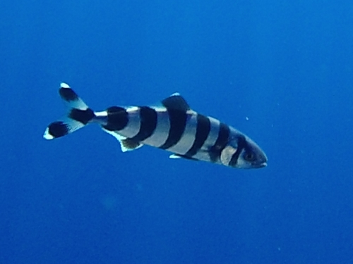 Pilot (Naucrates ductor) — Carangidae — 4