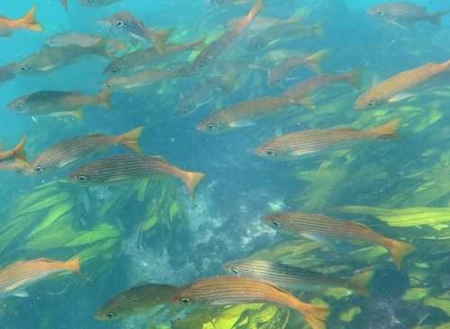 California salema (Haemulon californiensis) — Haemulidae — 4
