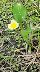 Limnocharis