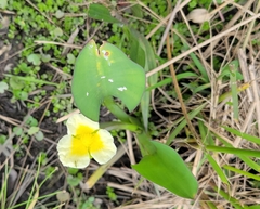 Limnocharis