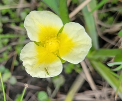 Limnocharis