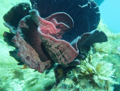 Cochleoceps bicolor
