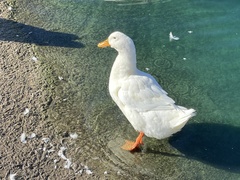 Anas platyrhynchos domesticus