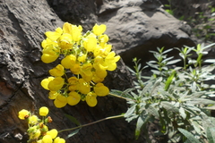 Calceolariaceae