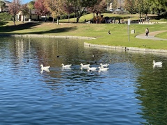 Anas platyrhynchos domesticus