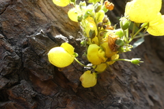 Calceolariaceae