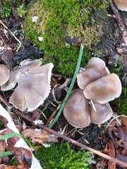 Fungi