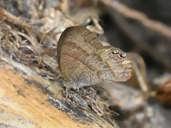 Cyllopsis pephredo