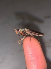 Raptrix occidentalis