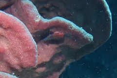 Cochleoceps bicolor