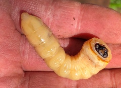 Prionus californicus