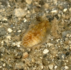 Cerberilla
