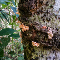 Pleurotus djamor roseus