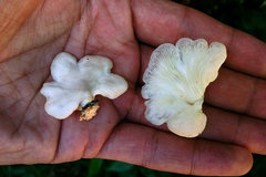 Pleurotus djamor roseus