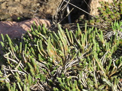 Selaginella corallina