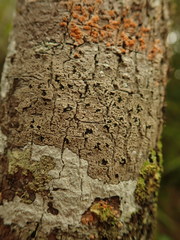Bacidia macrospora