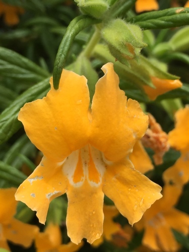 iNaturalist observation photo of southern bush monkeyflower