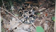 Crotalus totonacus