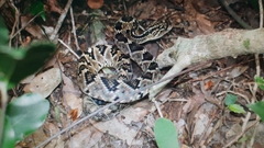 Crotalus totonacus