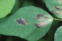 Macrosaccus morrisella