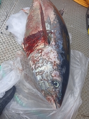 Thunnus