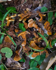 Phylloporia