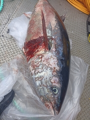 Thunnus