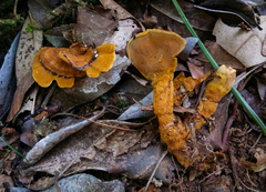 Phylloporia