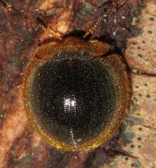 Nilioninae