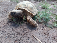 Chelonoidis chilensis