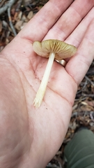 Pluteus vellingae