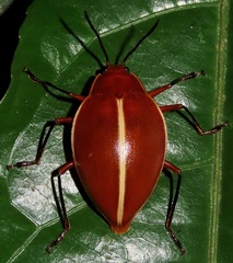 Ellipticus dorbignyi