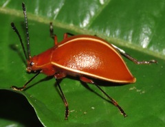 Ellipticus dorbignyi