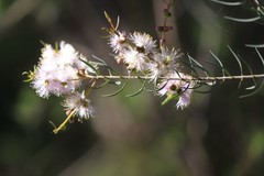 Melaleuca radula