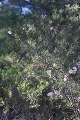 Melaleuca radula