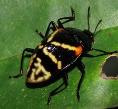 Erotylus elegantulus