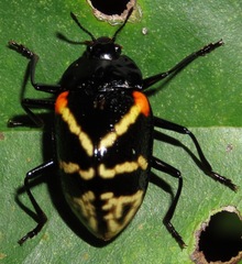 Erotylus elegantulus