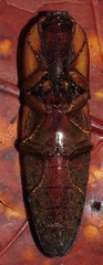 Pyrearinus