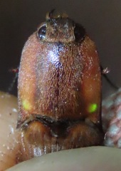 Pyrearinus