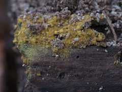 Hemitrichia minor