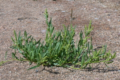 Rumex utahensis
