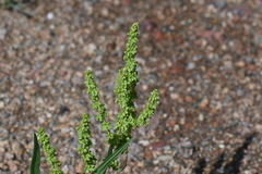 Rumex utahensis