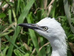 Egretta thula