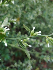 Baccharis glomeruliflora