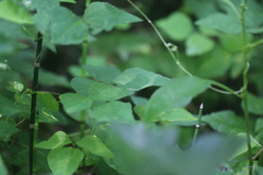 Macrosaccus morrisella